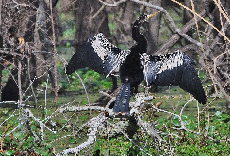 bird Anhinga